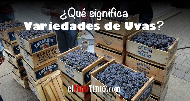 ¿Qué significa variedades de uva? | Vinoteca LARRÍA Logroño